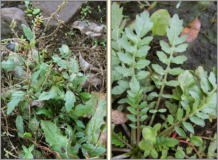 Northern Yellow-cress, Rorippa islandica, Biolar bu� na Boirne