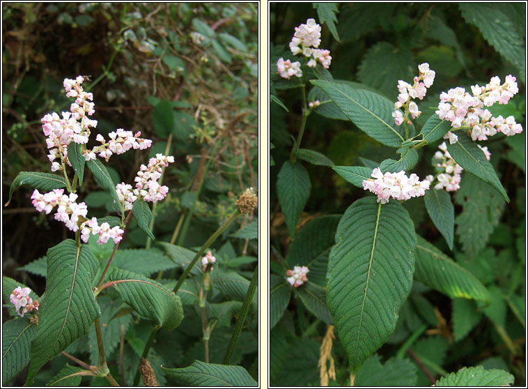 Lesser Knotweed, Koenigia campanulata, Gl�ineach an chl�imh