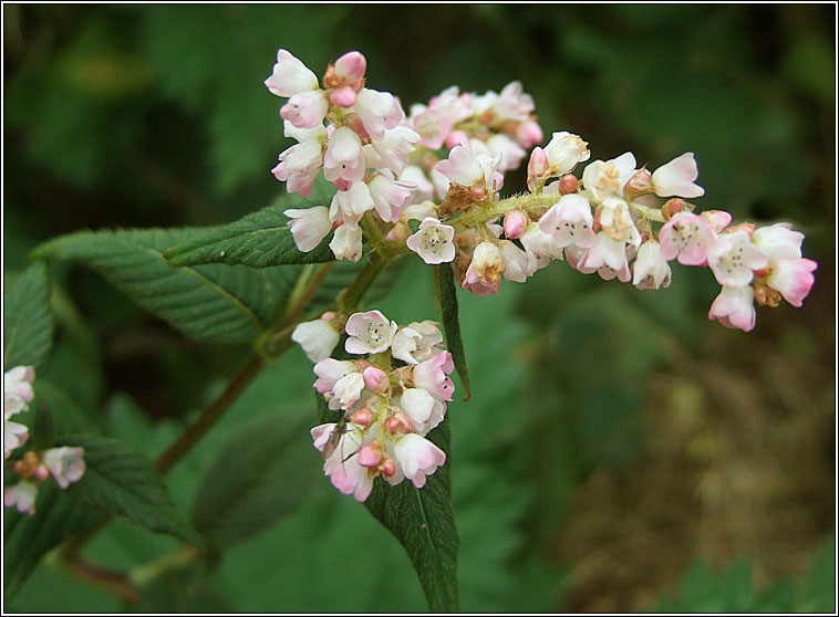 Lesser Knotweed, Persicaria campanulata, Gl�ineach an chl�imh