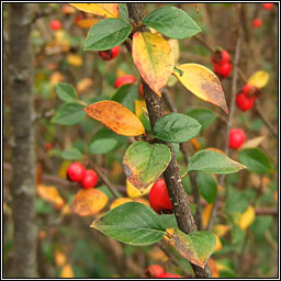 Himalayan Cotoneaster, Cotoneaster simonsii, Cainch�n Aiseach