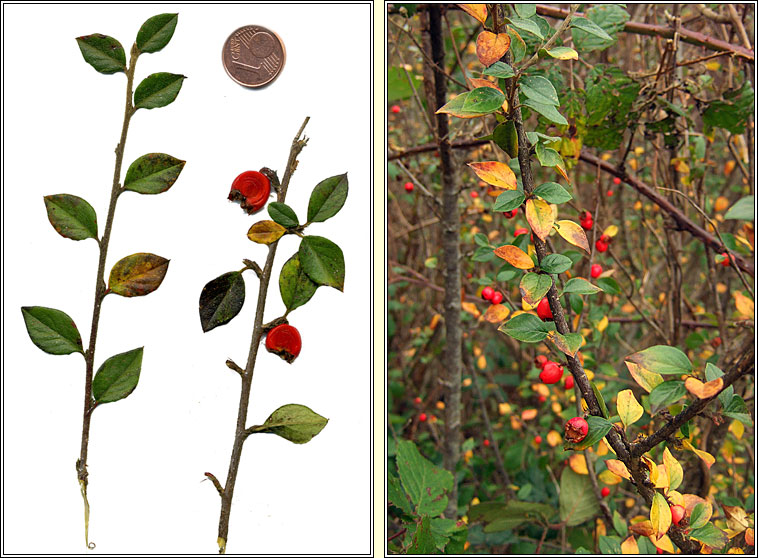Himalayan Cotoneaster, Cotoneaster simonsii, Cainch�n Aiseach