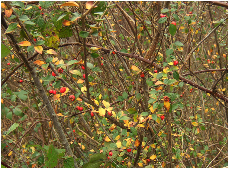 Himalayan Cotoneaster, Cotoneaster simonsii, Cainch�n Aiseach
