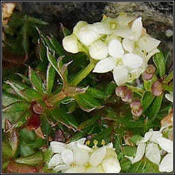 Limestone Bedstraw, Galium sterneri, R� beag