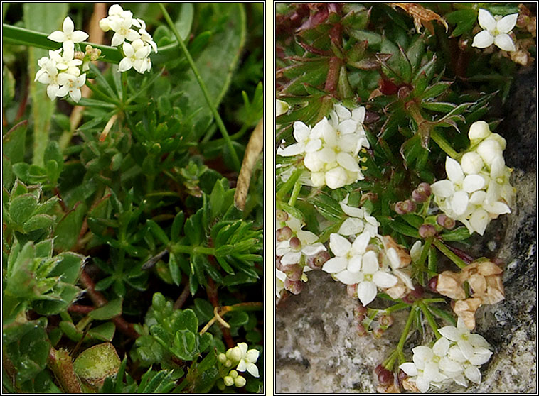 Limestone Bedstraw, Galium sterneri, R� beag