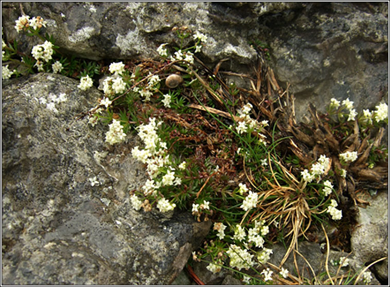 Limestone Bedstraw, Galium sterneri, R� beag