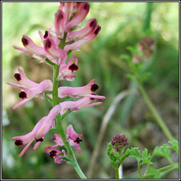 Tall Ramping-fumitory, Fumaria bastardii, Cam�n searraigh ard