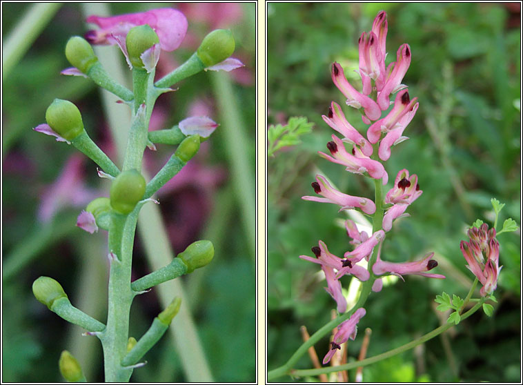 Tall Ramping-fumitory, Fumaria bastardii, Cam�n searraigh ard