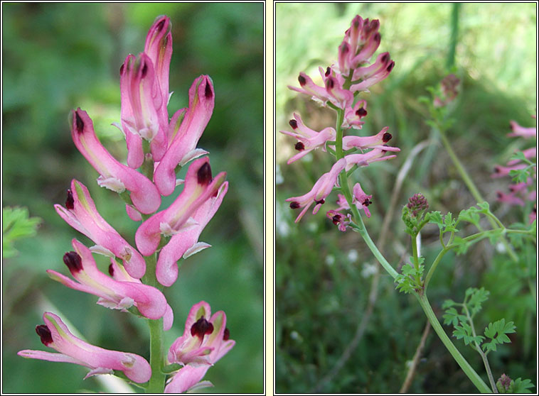 Tall Ramping-fumitory, Fumaria bastardii, Cam�n searraigh ard