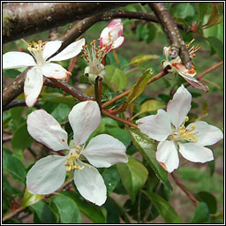 Crab-apple, Malus sylvestris, Crann fia-�ll