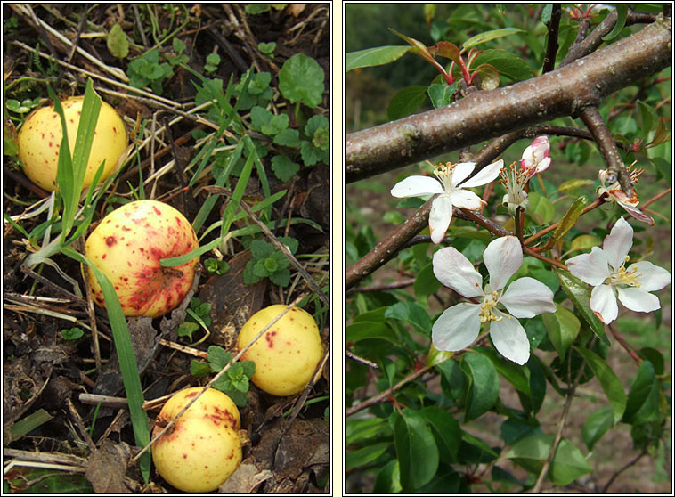 Crab-apple, Malus sylvestris, Crann fia-�ll