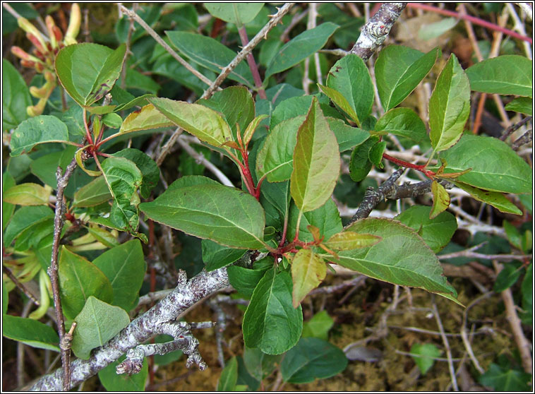 Crab-apple, Malus sylvestris, Crann fia-�ll