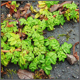 Two-spined Pirri-pirri-bur, Acaena ovalifolia, Sp�ochn�