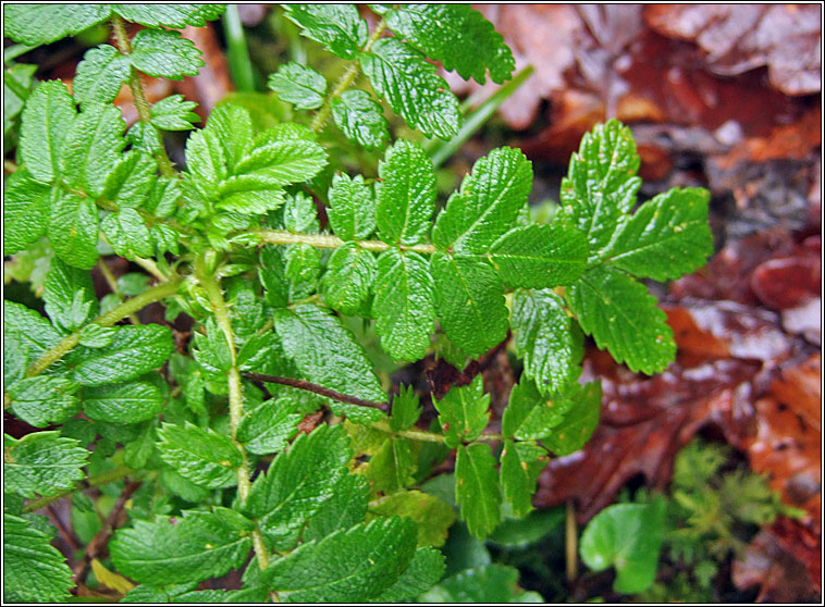 Two-spined Pirri-pirri-bur, Acaena ovalifolia, Sp�ochn�