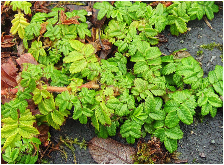 Two-spined Pirri-pirri-bur, Acaena ovalifolia, Sp�ochn�