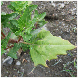 Red Goosefoot, Oxybasis rubra, Blonag�n dearg
