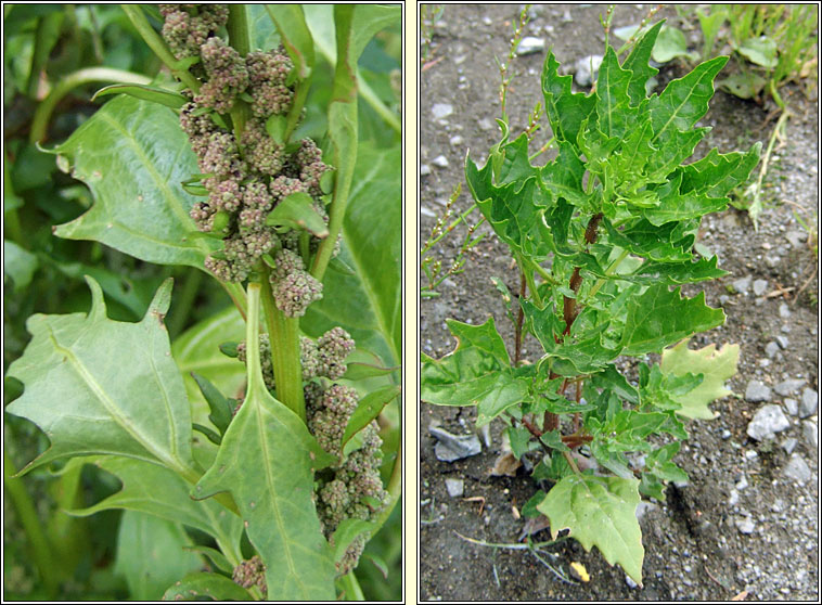Red Goosefoot, Oxybasis rubra, Blonag�n dearg