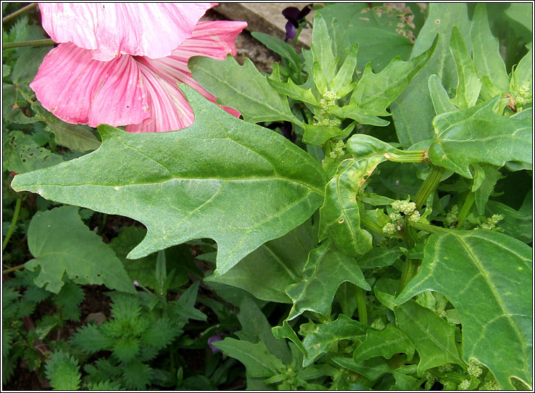 Red Goosefoot, Oxybasis rubra, Blonag�n dearg