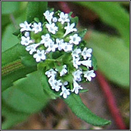 Keeled-fruited Cornsalad, Valerianella carinata, Ceathr� uain dhroimneach