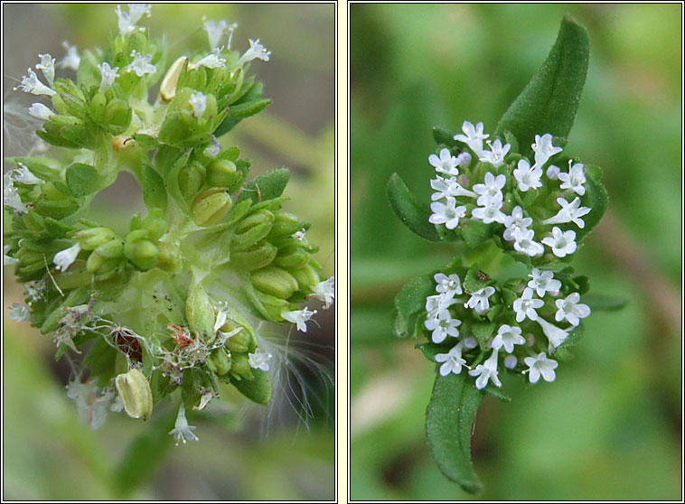 Keeled-fruited Cornsalad, Valerianella carinata, Ceathr� uain dhroimneach