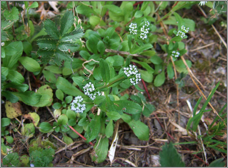 Keeled-fruited Cornsalad, Valerianella carinata, Ceathr� uain dhroimneach