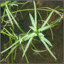 Intermediate Water-starwort, Callitriche brutia subsp hamulata, R�ilt�n me�nach