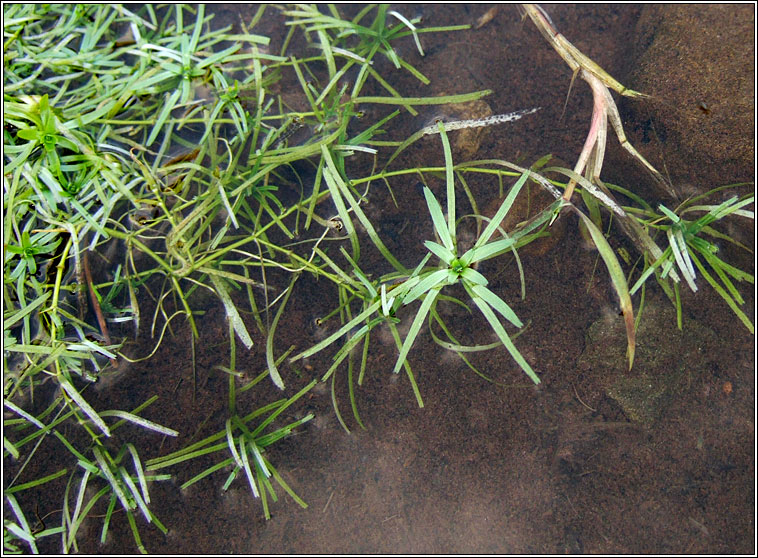 Intermediate Water-starwort, Callitriche brutia subsp hamulata, R�ilt�n me�nach
