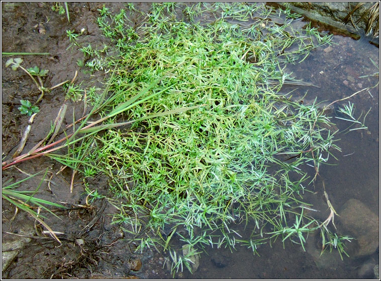 Intermediate Water-starwort, Callitriche brutia subsp hamulata, R�ilt�n me�nach