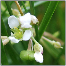 English Scurvygrass, Cochlearia anglica, Carr�n muirisce