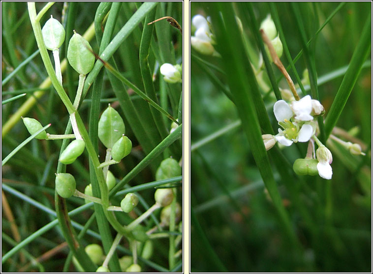 English Scurvygrass, Cochlearia anglica, Carr�n muirisce