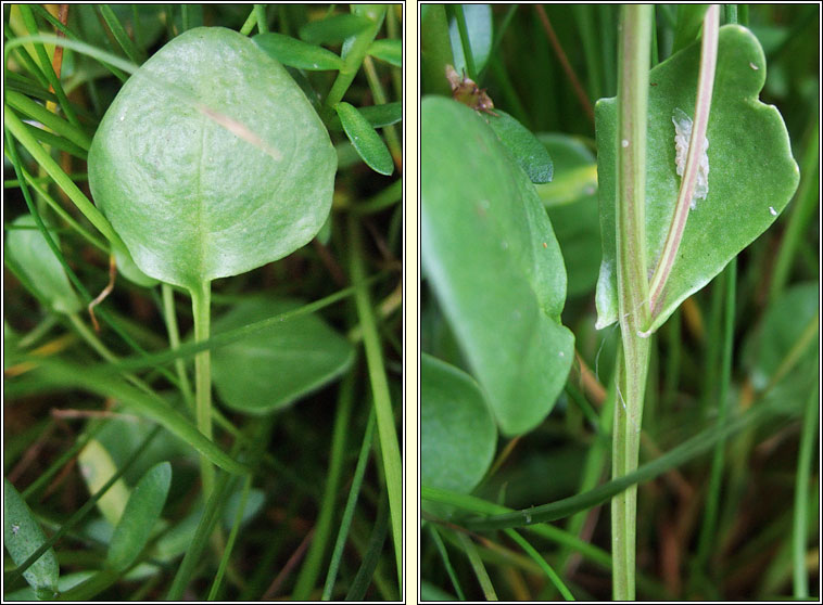 English Scurvygrass, Cochlearia anglica, Carr�n muirisce