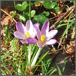Crocus, hybrid