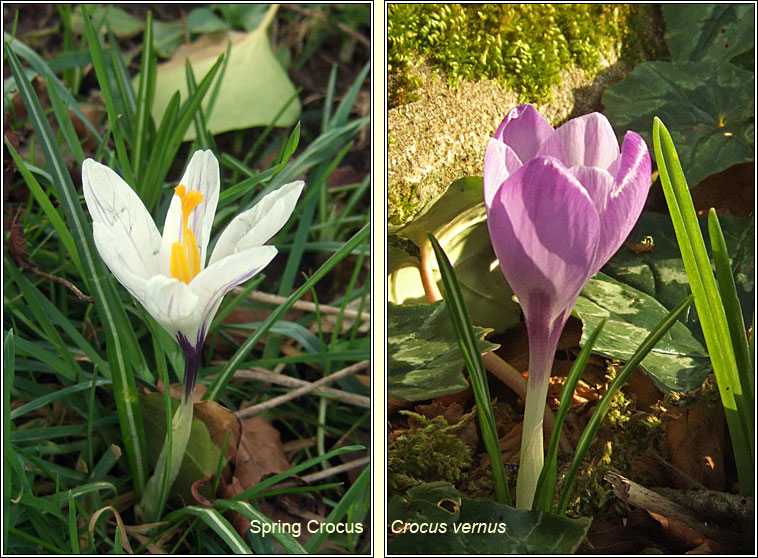 Crocus, spring