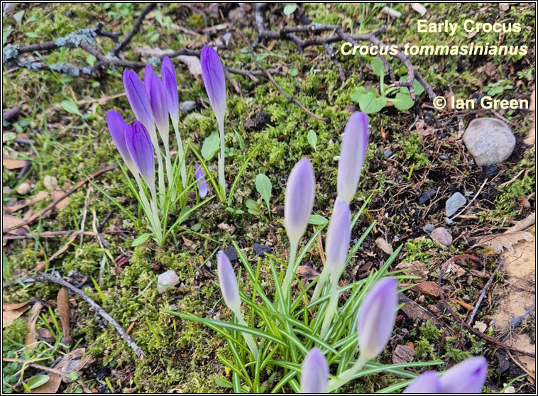Crocus, early