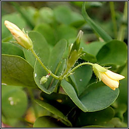 Upright Yellow-sorrel, Oxalis stricta, Seams�g ghallda