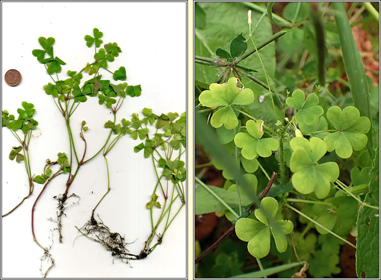 Upright Yellow-sorrel, Oxalis stricta, Seams�g ghallda
