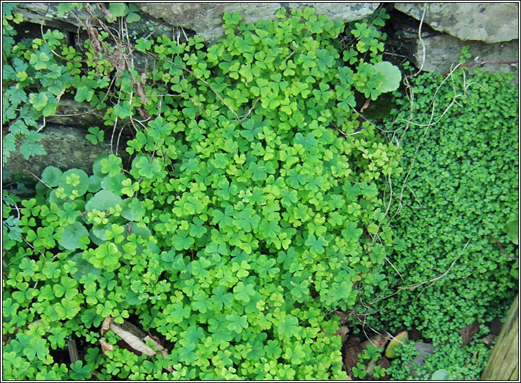Upright Yellow-sorrel, Oxalis stricta, Seams�g ghallda