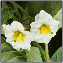 Potato, Solanum tuberosum, Pr�ta