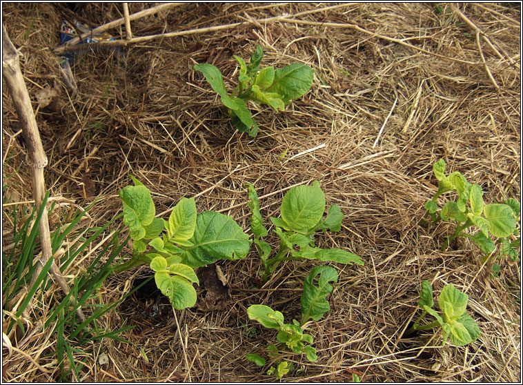 Potato, Solanum tuberosum, Pr�ta