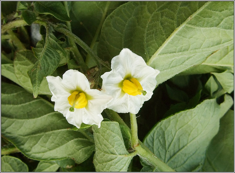 Potato, Solanum tuberosum, Pr�ta