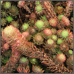 Rock Stonecrop, Petrosedum forsterianum, Graf�n creige