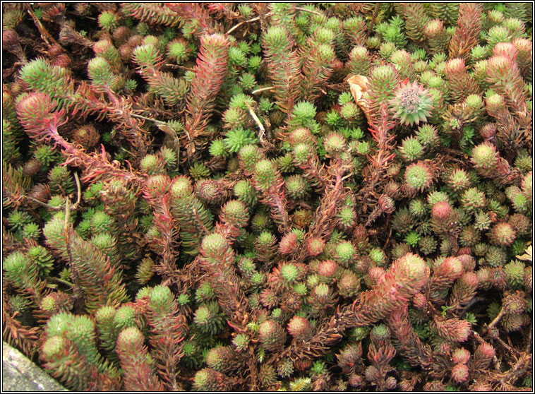 Rock Stonecrop, Sedum forsterianum, Graf�n creige