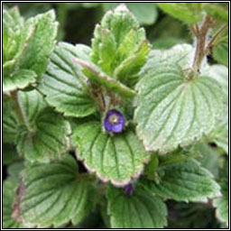 Crested Field-speedwell, Veronica crista-galli, Lus cr� m�r