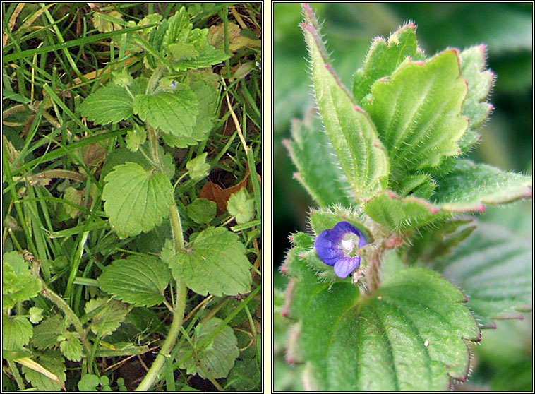 Crested Field-speedwell, Veronica crista-galli, Lus cr� m�r