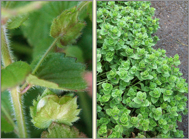 Crested Field-speedwell, Veronica crista-galli, Lus cr� m�r