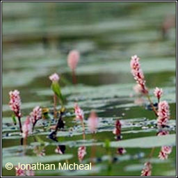 Amphibious Bistort, Persicaria amphibia, Gl�ineach uisce