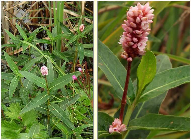 Amphibious Bistort, Persicaria amphibia, Gl�ineach uisce