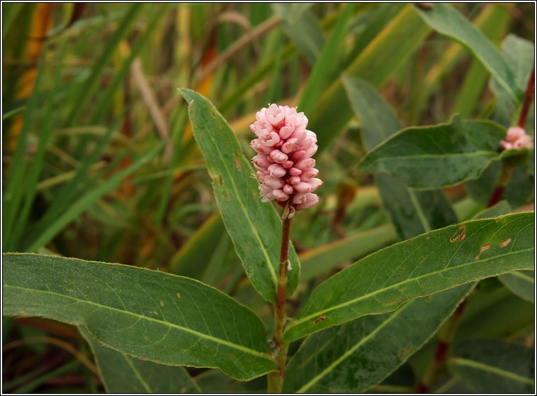 Amphibious Bistort, Persicaria amphibia, Gl�ineach uisce