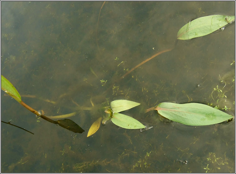 Amphibious Bistort, Persicaria amphibia, Gl�ineach uisce