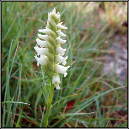 Irish Lady's-tresses, Spiranthes romanzoffiana, C�il�n gaelach