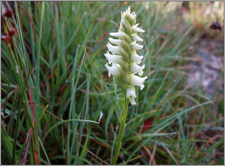 Irish Lady's-tresses, Spiranthes romanzoffiana, C�il�n gaelach